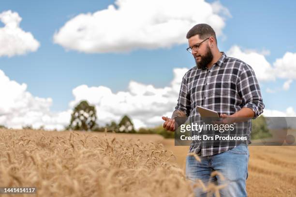 agronomist using digital tablet in wheat field - landbouwkundige stockfoto's en -beelden