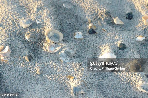 253 North Carolina Sea Shells Stock Photos, High-Res Pictures, and ...