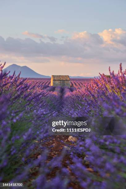 pequeña cabaña en un campo de lavanda durante el amanecer. - lavanda fotografías e imágenes de stock