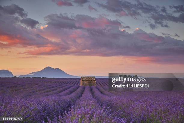 kleine hütte in einem lavendelfeld bei sonnenaufgang. - region provence alpes côte d'azur stock-fotos und bilder