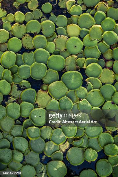 overhead view showing giant water lilies covering a lake, phitsanulok province, thailand - ecosystem abstract stock pictures, royalty-free photos & images