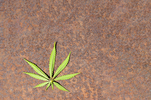 Cannabis leaf on brown rusty background. Copy space.