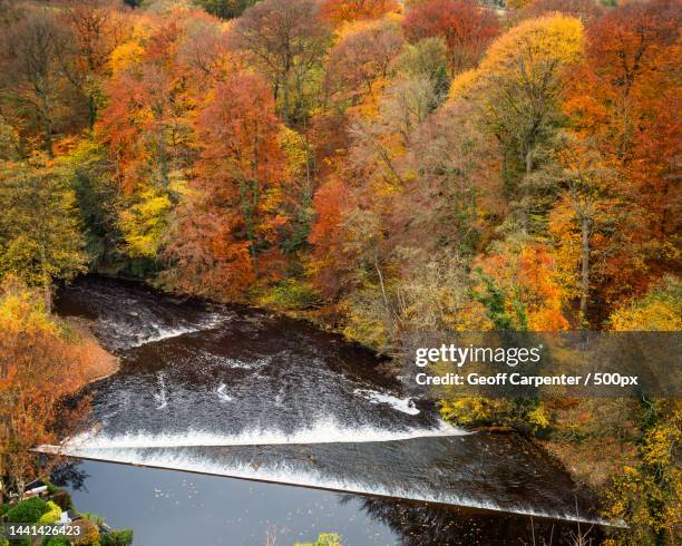 high angle view of trees by lake during autumn,knaresborough,united kingdom,uk - geoff carpenter stock pictures, royalty-free photos & images