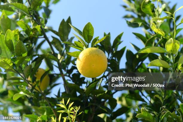 low angle view of lemon growing on tree against sky,hikoshima island,japan - zitronen feld stock-fotos und bilder