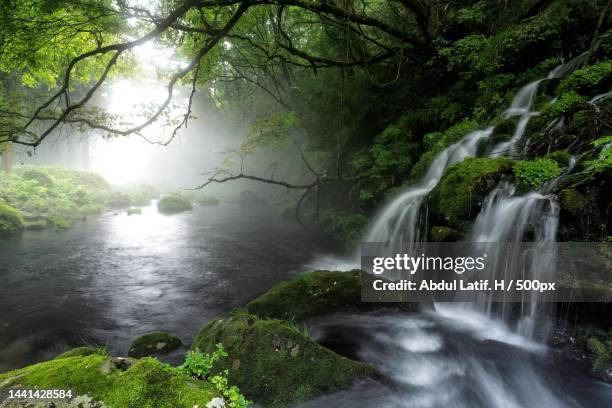 scenic view of waterfall in forest,hiroshima,japan - majestic waterfall stock pictures, royalty-free photos & images