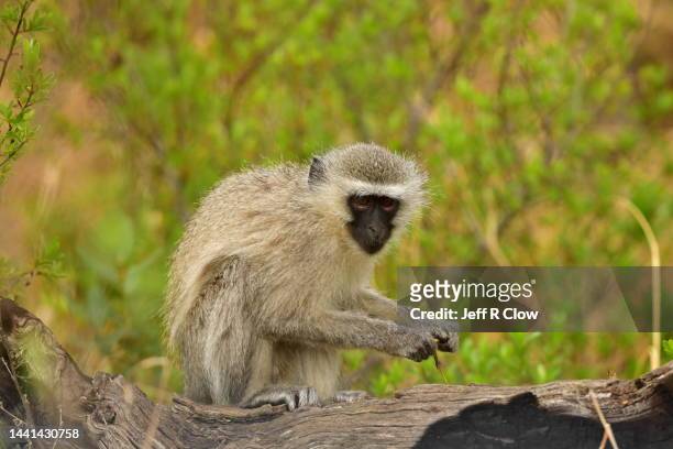 wild vervet monkey feeding on wild fruit in south africa - vervet monkey stock-fotos und bilder