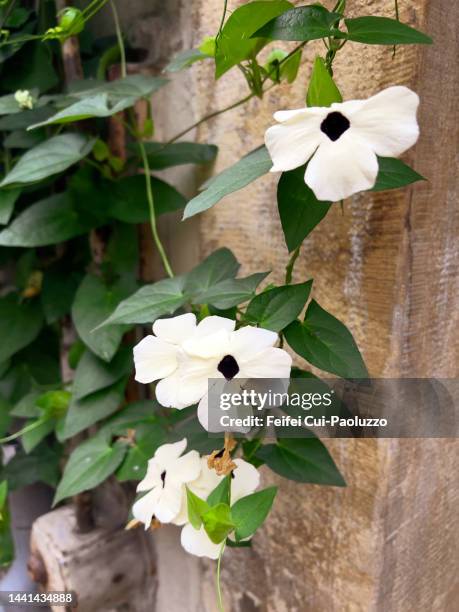 white thunbergia alata in bloom - black eyed susan vine stock pictures, royalty-free photos & images