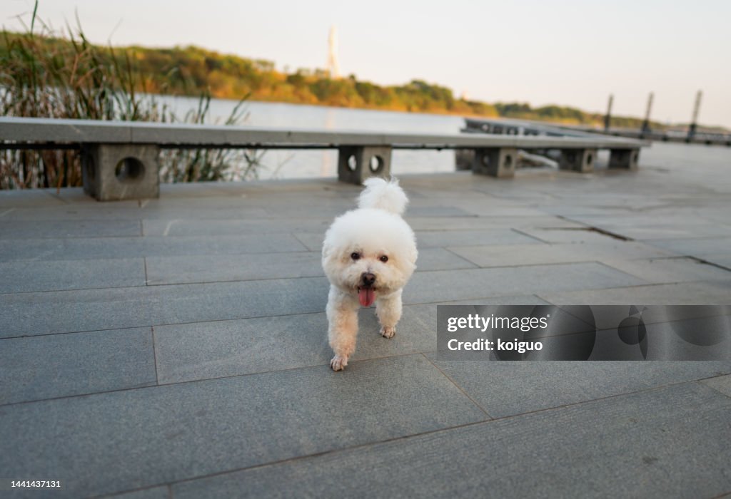 Bichon Frise walking by the lake