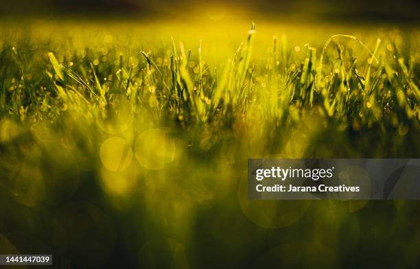 close-up of grass with water droplets in backlighting - grass close up stock pictures, royalty-free photos & images