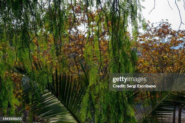Mastic Color Tree Mastic Trees Photos and Premium High Res Pictures - Getty Images