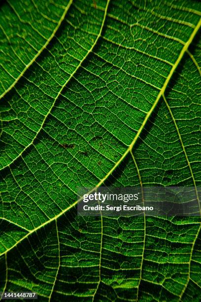 veins of a leaf - látex flora - fotografias e filmes do acervo