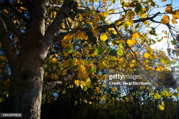 small-leaved lime (tilia cordata) - linde bladverliezende boom stockfoto's en -beelden