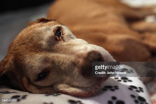 Pit bull-labrador mix Rocky lies in his owners' New York City apartment before being euthanized on May 9, 2012 in New York City. His owners, Tiga and...