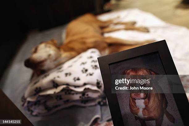 Pit bull-labrador mix Rocky sleeps near a photo of him in his youth, before being euthanized in his owners' apartment on May 9, 2012 in New York...