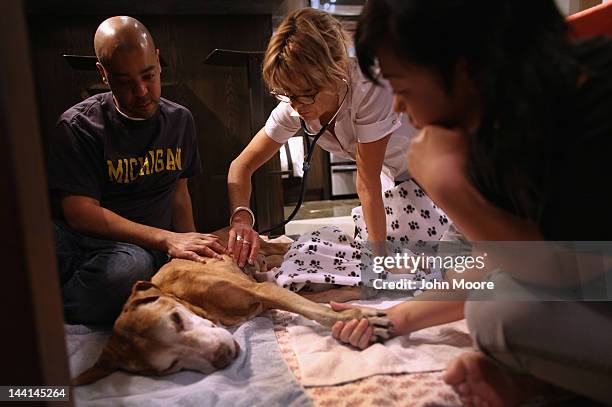 Pet owners Tiga and Togo McLoyd comfort their dog Rocky as veterinarian Wendy McCulloch , checks the pet's heartbeat after the dog was given a lethal...