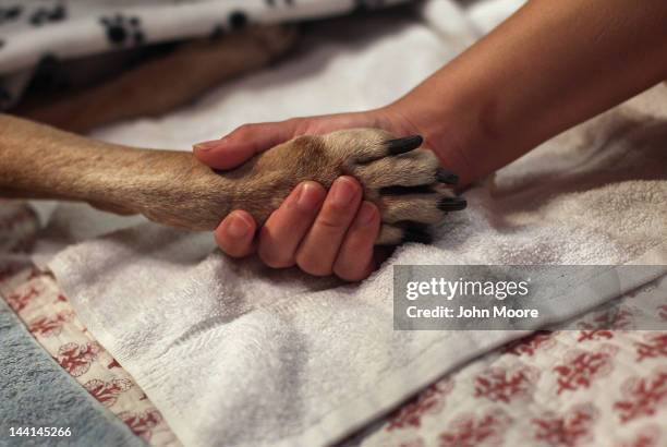 Tomo McLoyd holds the paw of her dog Rocky as veterinarian Wendy McCulloch euthanizes the pet at their apartment on May 9, 2012 in New York City....