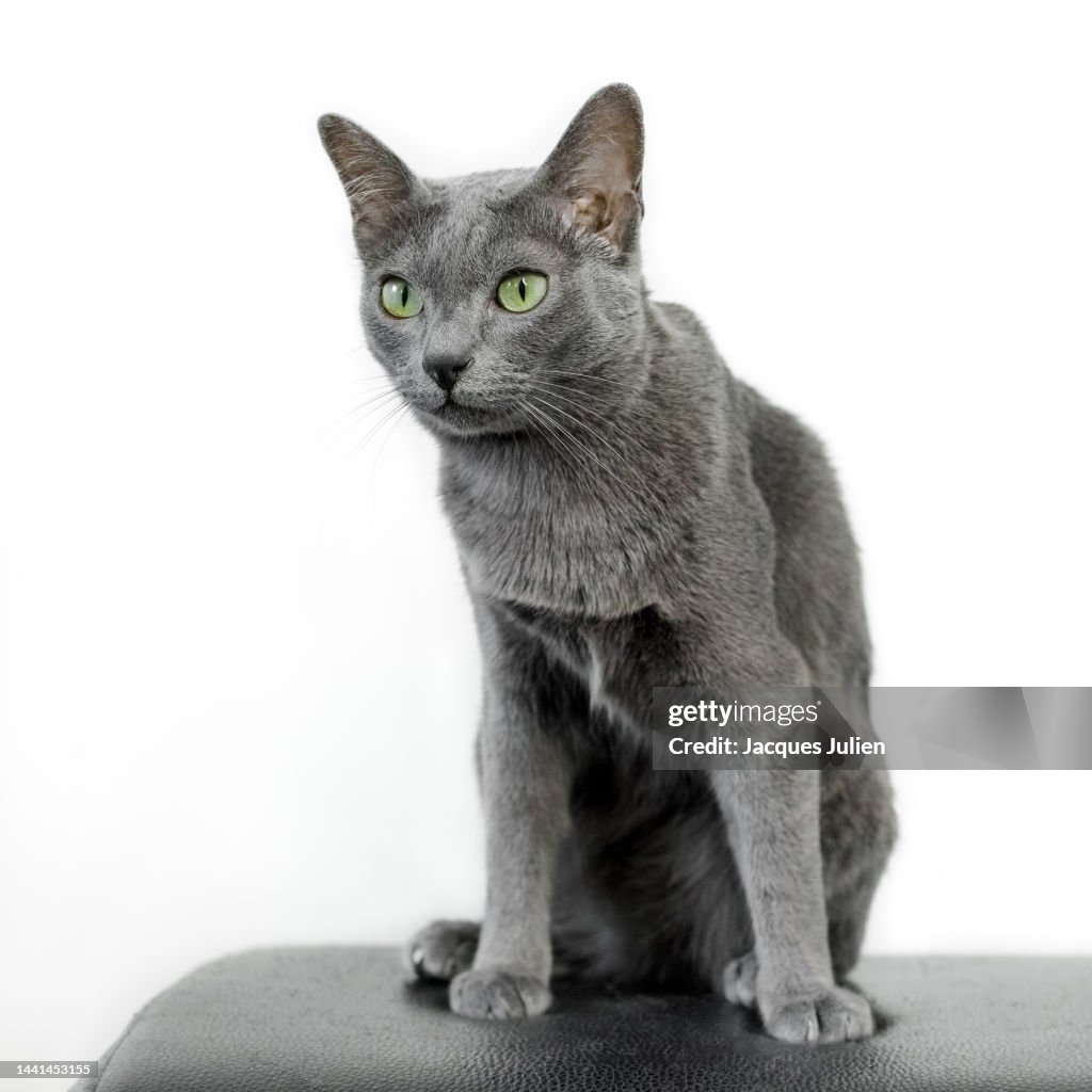 Grey cat