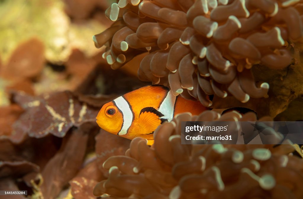 Clownfish and anemone