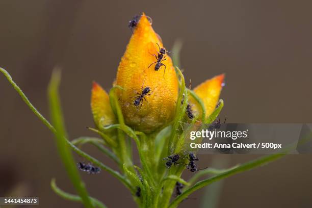 Canberra Insects Australian Ants Photos and Premium High Res Pictures - Getty Images