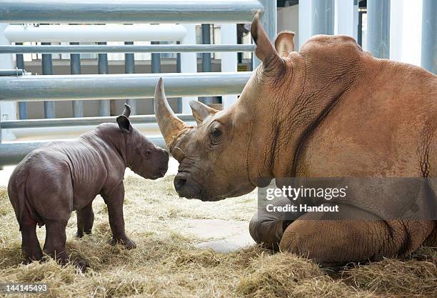 In this handout image provided by Disney Parks, Kendi, a 13-year-old female white rhino, tends to her new male calf at Disney's Animal Kingdom at...