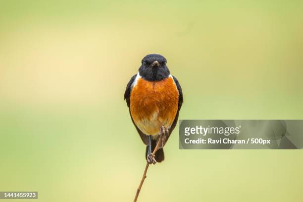close-up of songbird perching on plant,south africa - redstart stock pictures, royalty-free photos & images