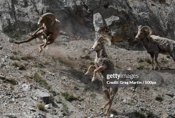 high angle view of goats on rock - bighorn sheep stockfoto's en -beelden