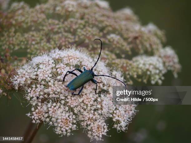 insect on a light pink wild flowe,askim,norway - beetle stock pictures, royalty-free photos & images