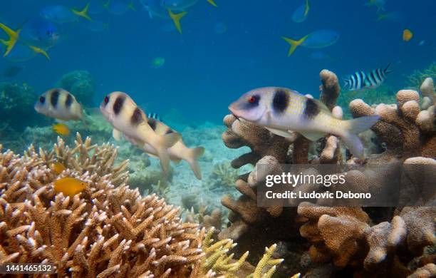 corals and many fishes including doublebar goatfish (parupeneus bifasciatus) - parupeneus stock pictures, royalty-free photos & images