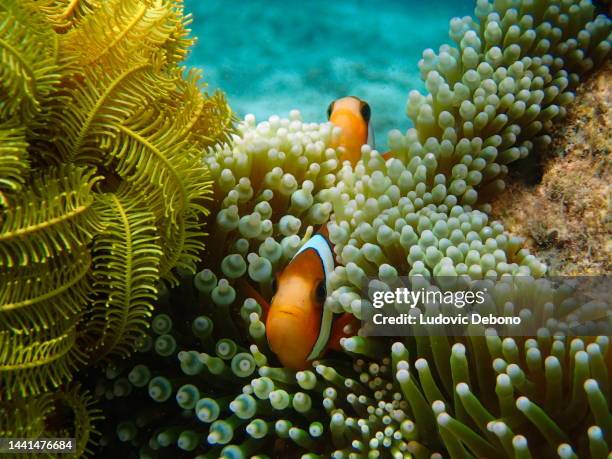 two clownfishes in their anemone - raja ampat islands bildbanksfoton och bilder