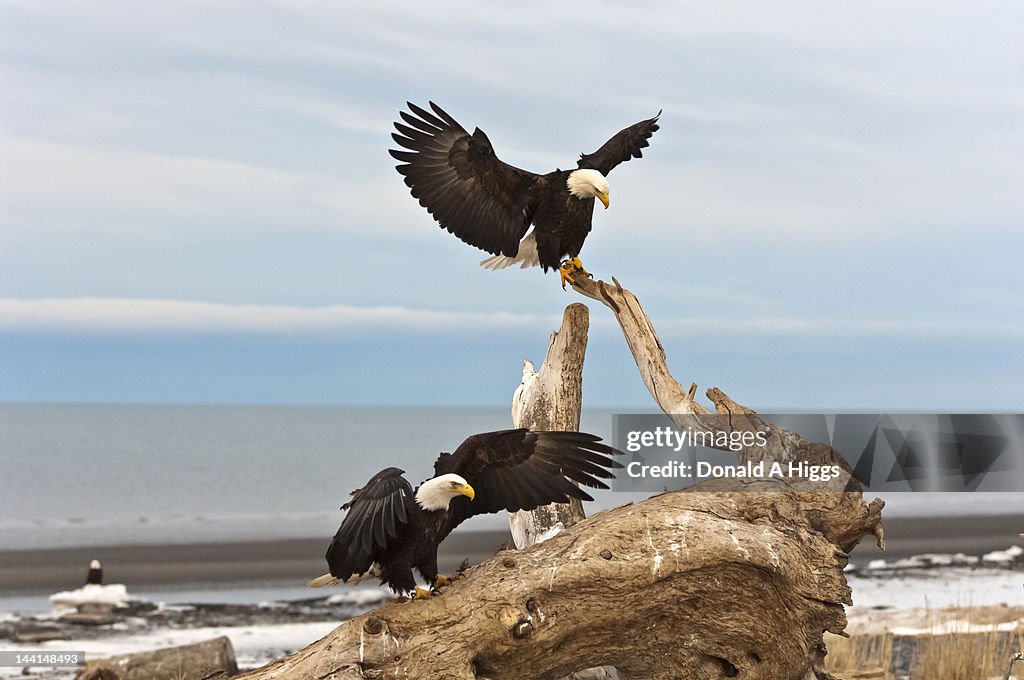 Bald Eagles coming in for a landing