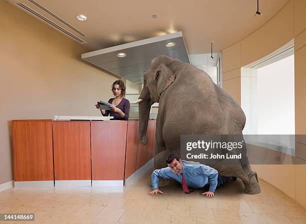 an elephant in the room - white elephant stock-fotos und bilder