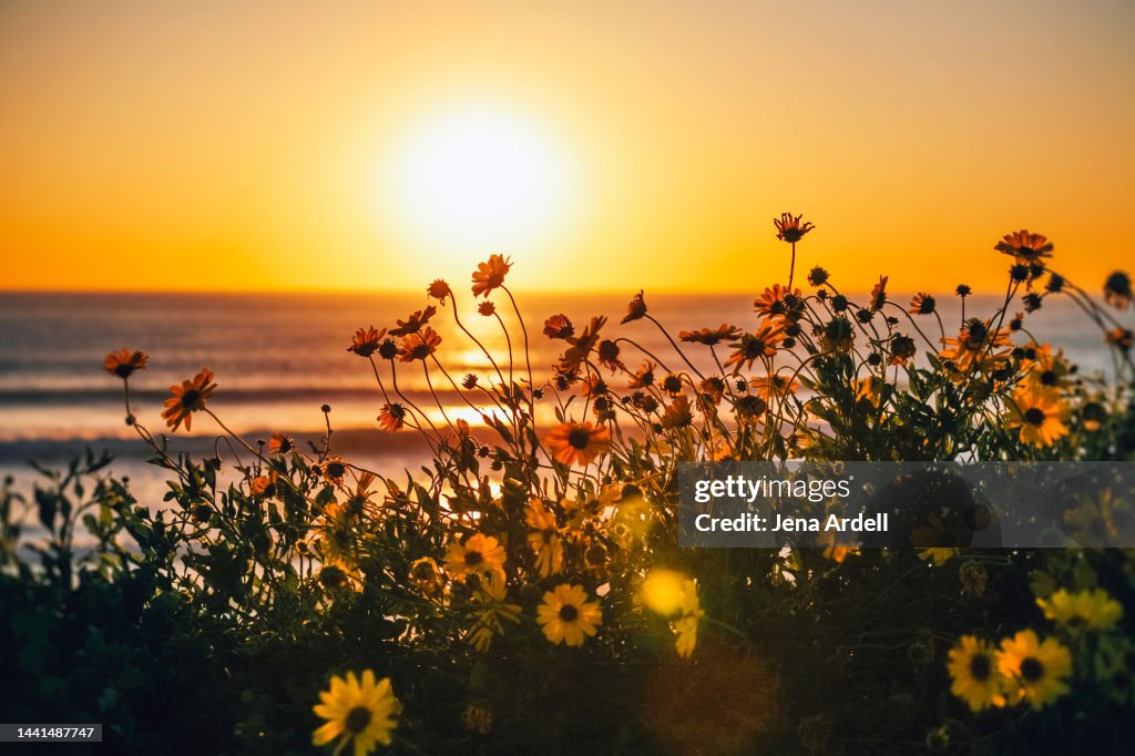 Ocean Sunrise Dawn Beach Sea with Flowers, Beauty in Nature