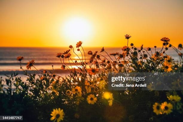 ocean sunrise dawn beach sea with flowers, beauty in nature - daisy family stock pictures, royalty-free photos & images