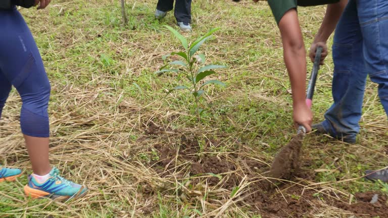 Native Tree Planting 4,162 Native Tree Stock Videos, Footage, & 4K Video Clips - Getty Images