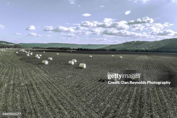 drone view of harvested cotton - tennessee farm stock pictures, royalty-free photos & images
