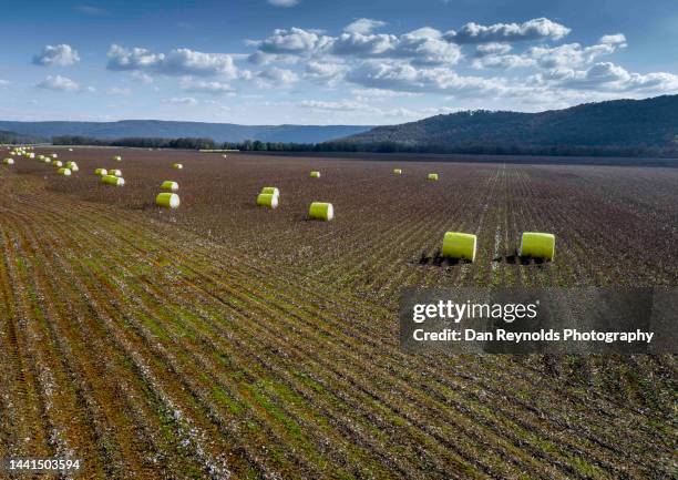 drone view of harvested cotton - tennessee farm stock pictures, royalty-free photos & images