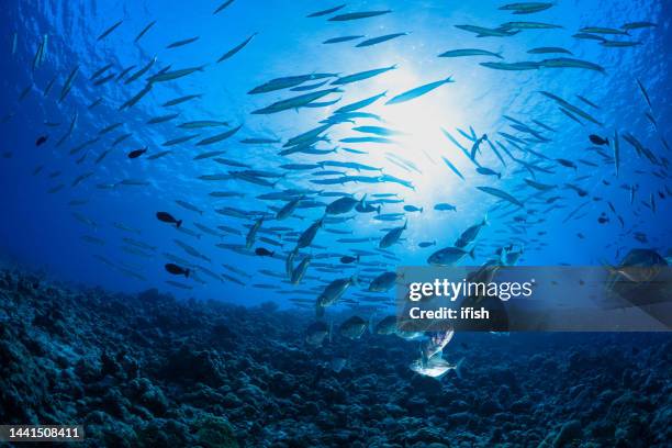 bigeye trevallies caranx sexfasciatus and yellowtail barracudas sphyraena flavicauda, palau, micronesia - barracuda stock pictures, royalty-free photos & images