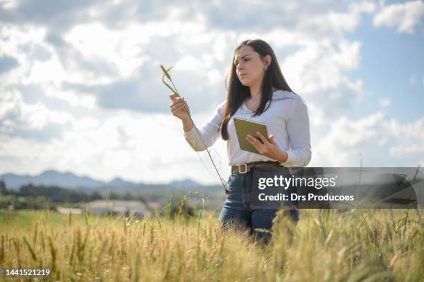 female agronomist looking at wheat field - young agronomist stock pictures, royalty-free photos & images