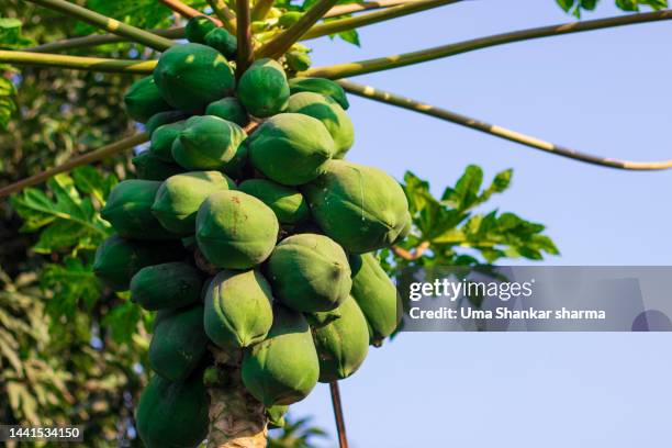 raw papaya fruit crop - pawpaw tree stock pictures, royalty-free photos & images