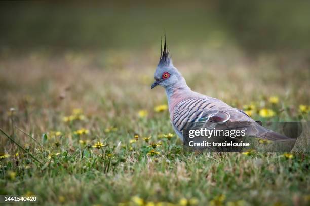crested pigeon (ocyphaps lophotes) - ocyphaps lophotes stock pictures, royalty-free photos & images