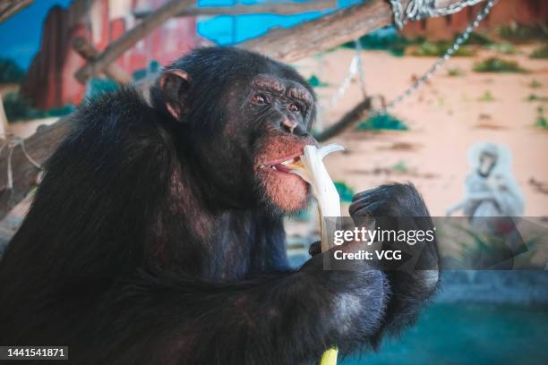 Chimpanzee enjoys locally grown scallion at Wild World Jinan on November 13, 2022 in Jinan, Shandong Province of China.