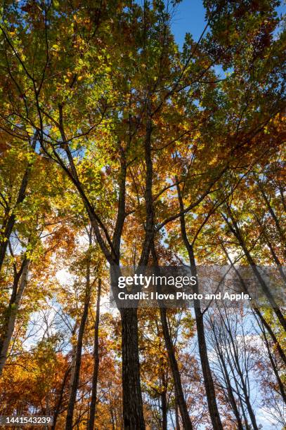 tohoku autumn scenery - 岩手県 stock pictures, royalty-free photos & images