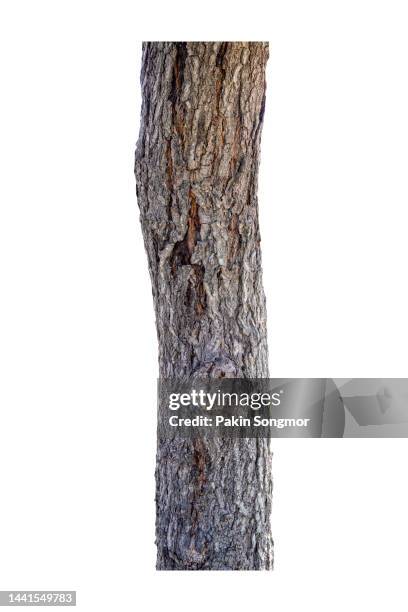 tree trunk of a neem tree isolated on a white background. clipping path - twig photos et images de collection