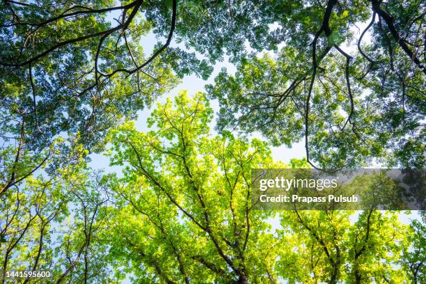 big trees - boomlaag stockfoto's en -beelden