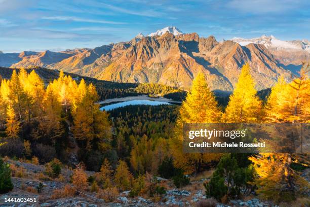 autumn - lärkträdslsäktet bildbanksfoton och bilder