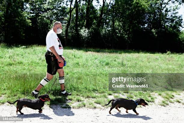 germany, bavaria, munich, senior man walking with dogs - isar münchen stock pictures, royalty-free photos & images