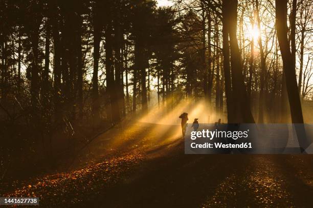 father and son walking in forest in backlight - father and son walking stock pictures, royalty-free photos & images