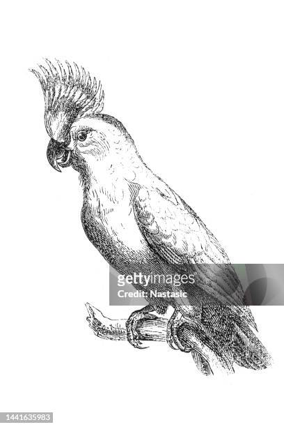 stockillustraties, clipart, cartoons en iconen met yellow-crested cockatoo (cacatua sulphurea) - pluim
