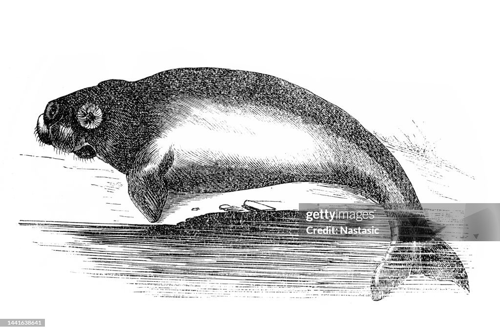 Dugong (Dugong dugon)