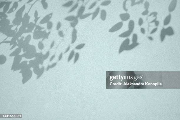 shadow of branches with leaves on light blue concrete wall texture background - shade ストックフォトと画像